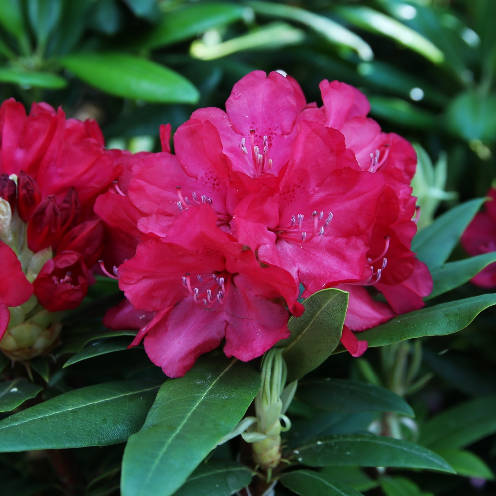 Rhododendron 'Royal Red' - MUSTILA TRÄDGÅRD