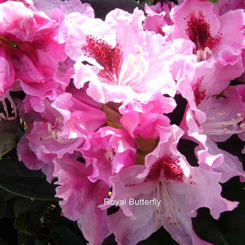 Rhododendron