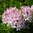 Rhododendron 'Microhirs 3' Bloombux