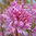 Rhododendron Lights-Ryhmä 'Lilac Lights™'