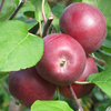 Tarhaomenapuu 'Pekka' 