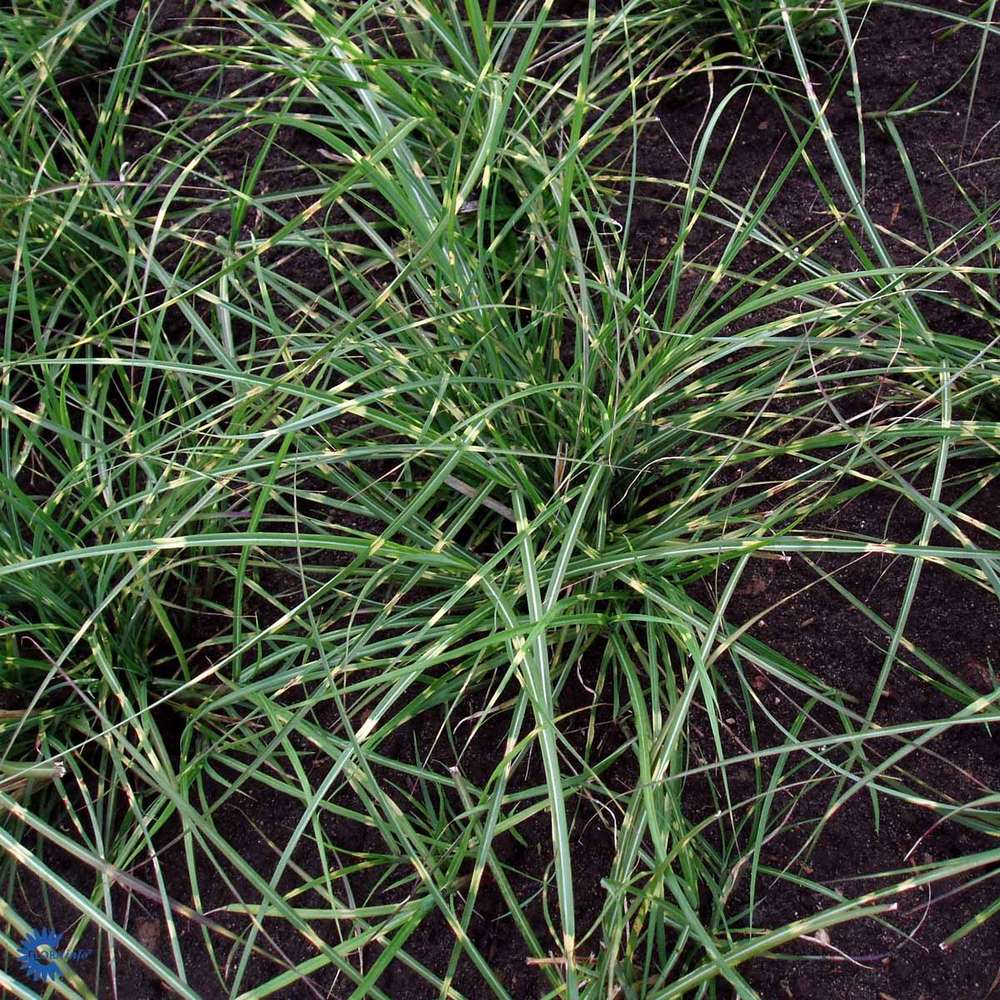 Miscanthus sinensis