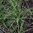 Miscanthus sinensis
