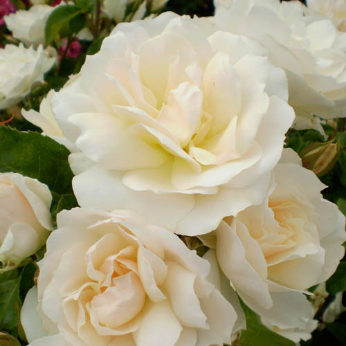 Pensasruusu 'Champagne Wishes'