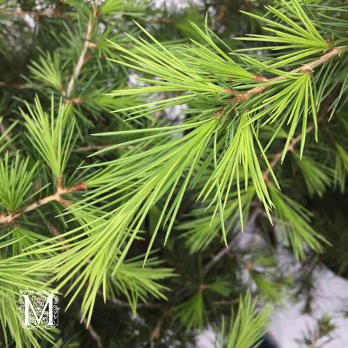 Larix sibirica