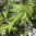 Larix sibirica