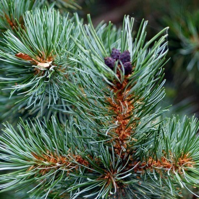 Pensassembra 'Glauca'