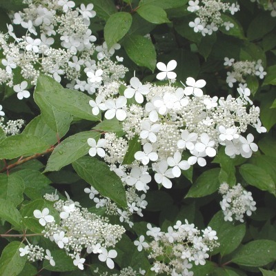 Hydrangea paniculata 'Mustila'