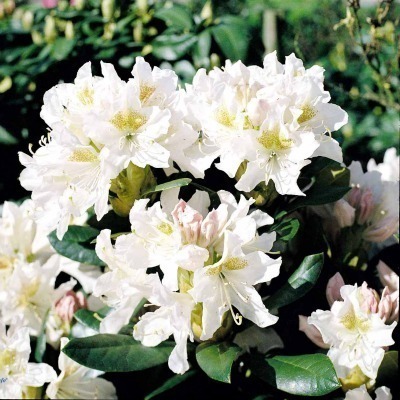 Valkoalppiruusu 'Cunningham´s White'