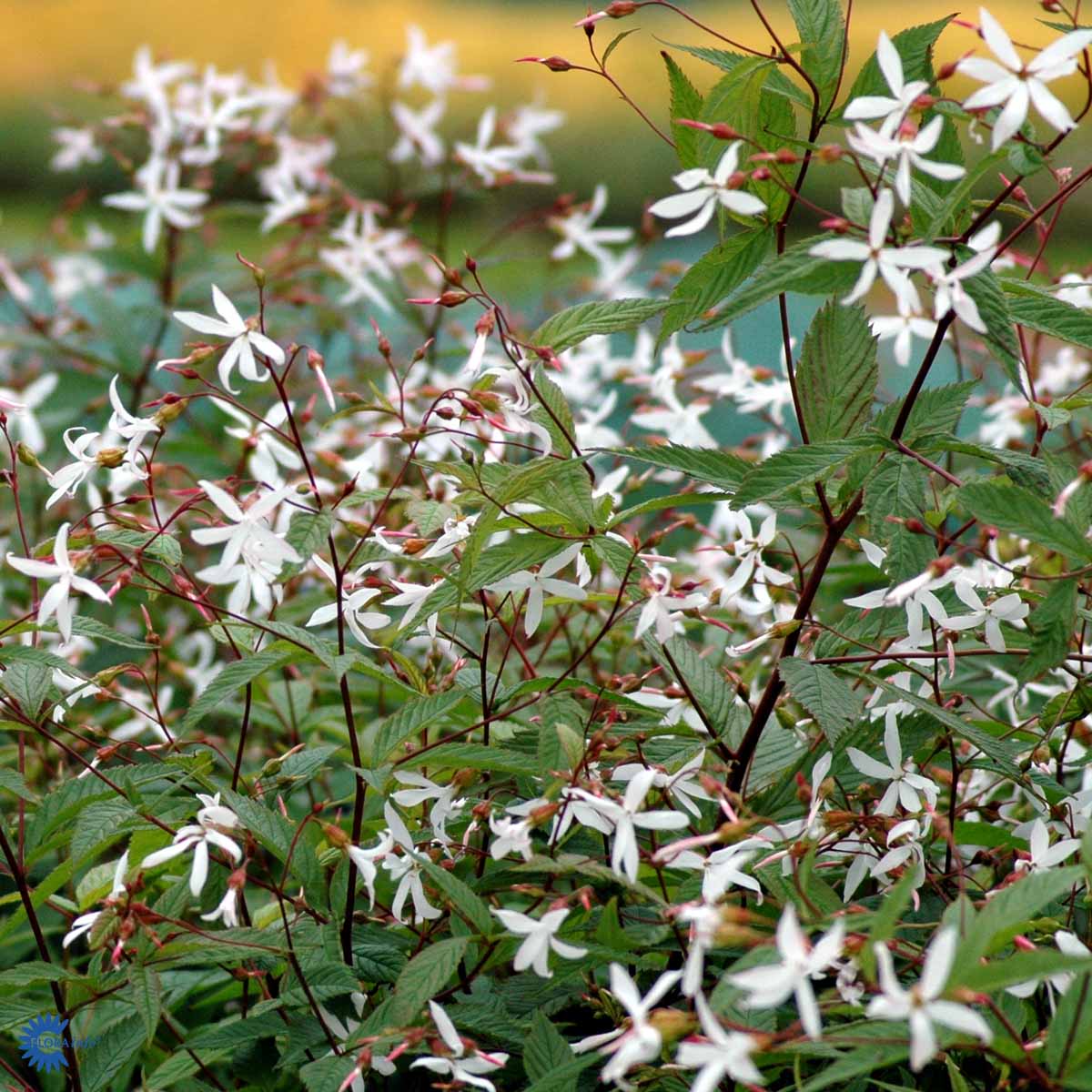 Gillenia, Trebladsspira