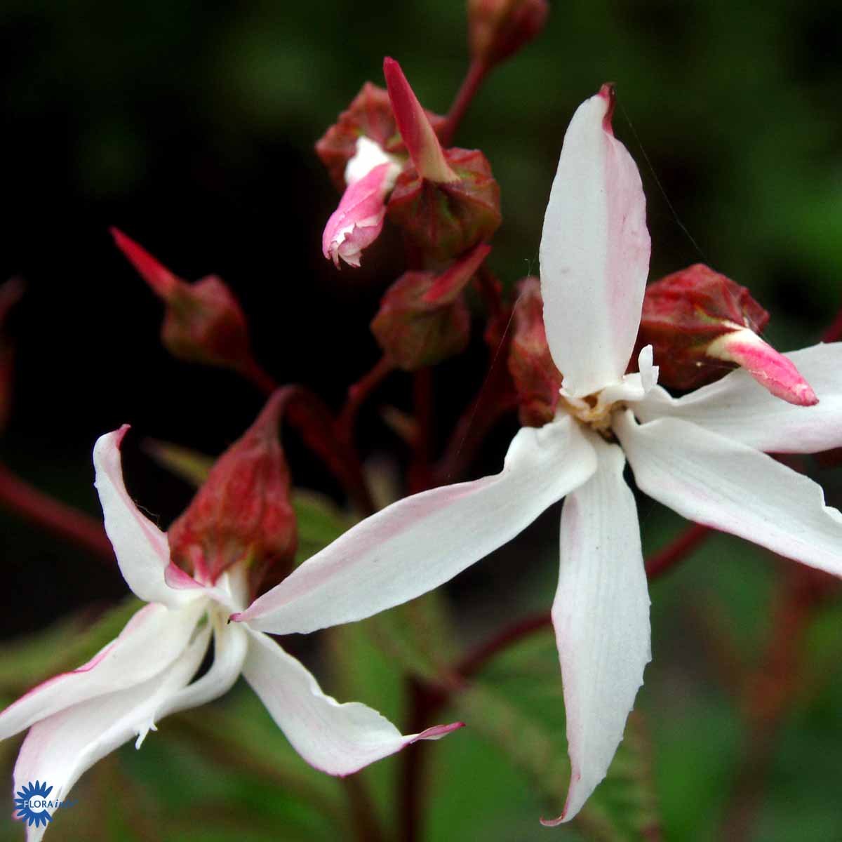 Gillenia, Trebladsspira