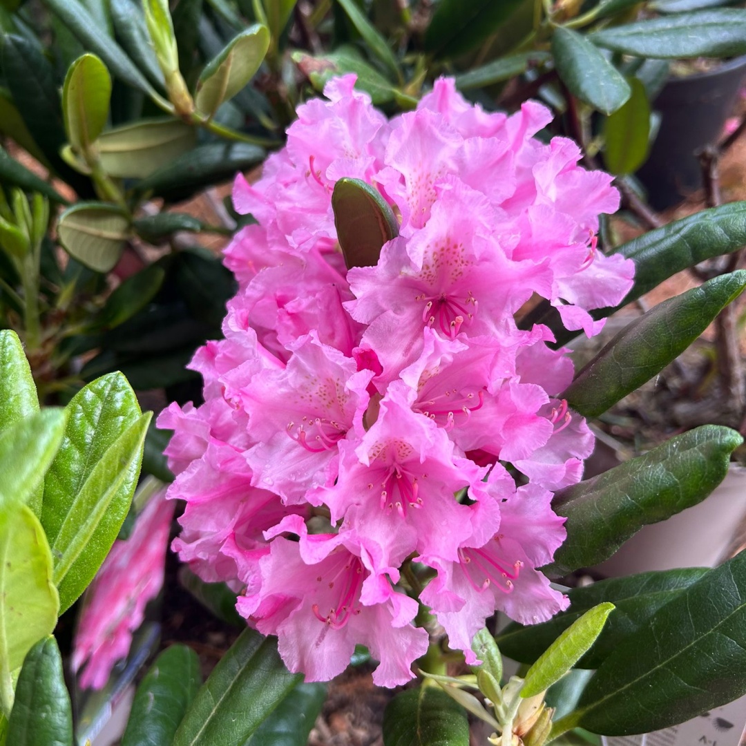 Rododendron 'Haaga' - MUSTILA TRDGRD