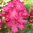 Rododendron 'Hellikki' 25-40 cm