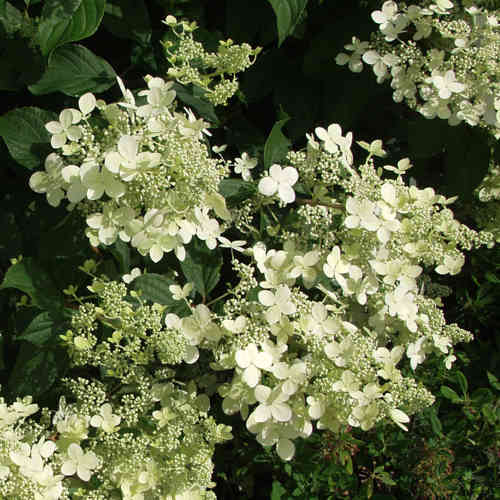 Kuutamohortensia 'Praecox' FinE