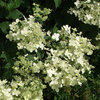 Kuutamohortensia 'Praecox' 