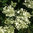 Hydrangea paniculata