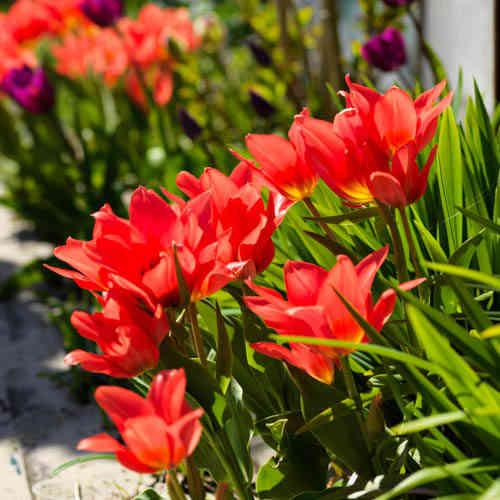 Tulppaani 'Praestans Fusilier'