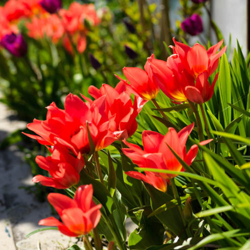 Tulppaani 'Praestans Fusilier'