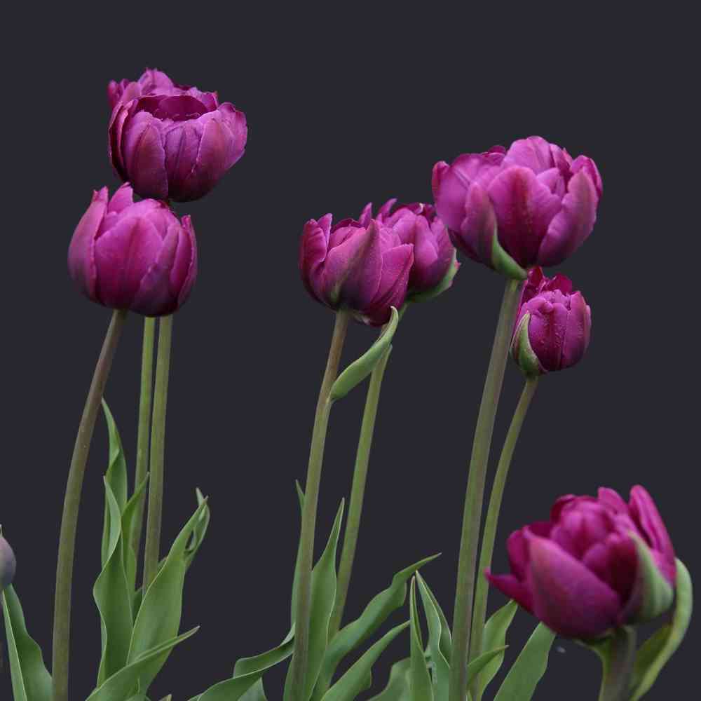 Tulpan 'Negrita Double'