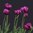Tulpan 'Negrita Double'