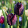 Tulppaani 'Queen of Night'