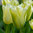 Viherraitatulppaani 'Spring Green'