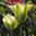 Viherraitatulppaani 'Spring Green'