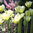 Viherraitatulppaani 'Spring Green'