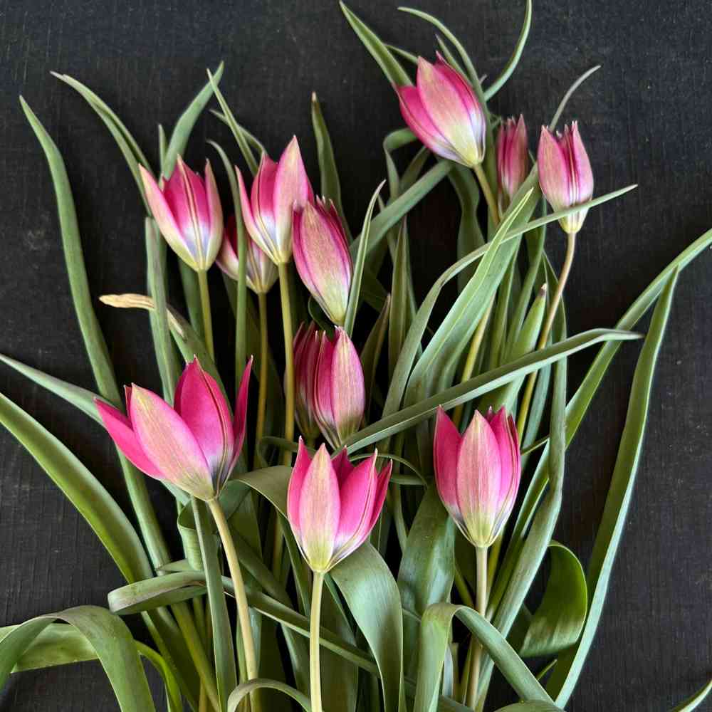 Tähtitulppaani 'Little Beauty'