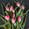 Tähtitulppaani 'Little Beauty'