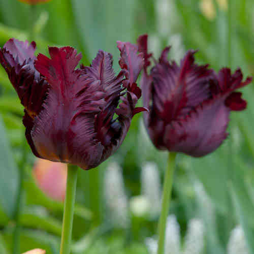 Papegojtulpan 'Black Parrot'