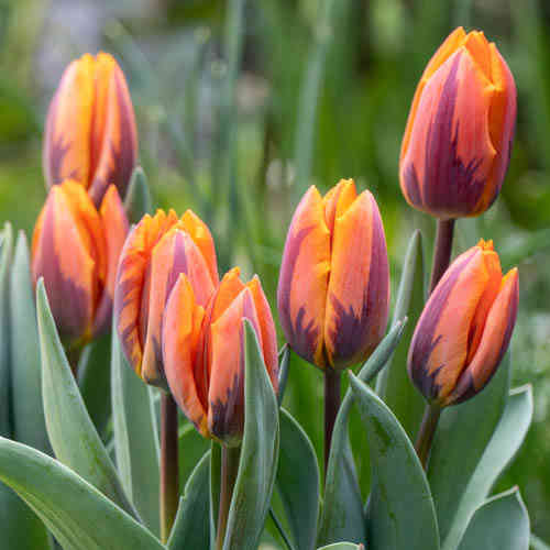 Triumftulppaani 'Princess Irene'
