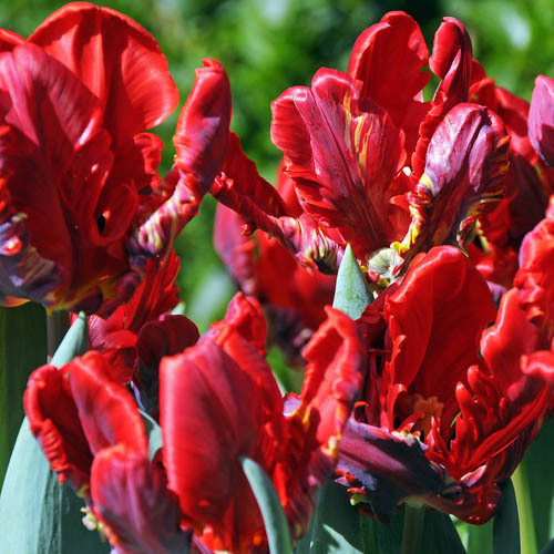 Papukaijatulppaani 'Rococo'