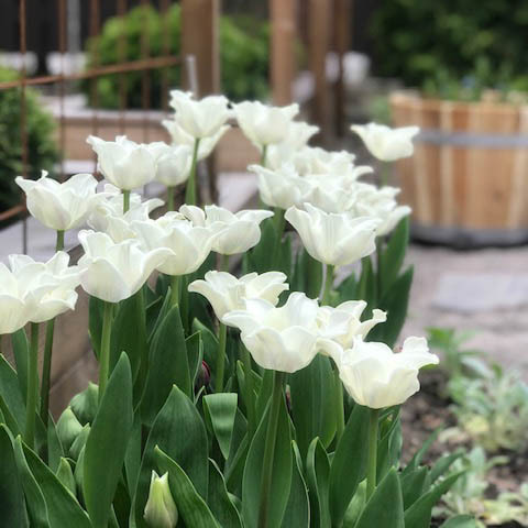 Triumftulpan 'White Liberstar'