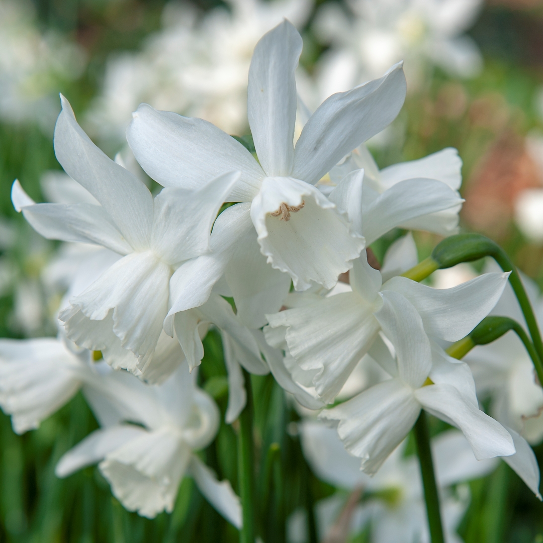 Orkidénarciss 'Thalia'