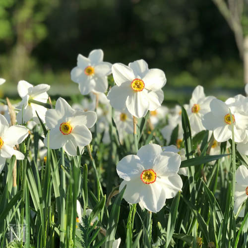 Pingstlilja 'Recurvus'