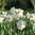 Valkonarsissi 'Recurvus'
