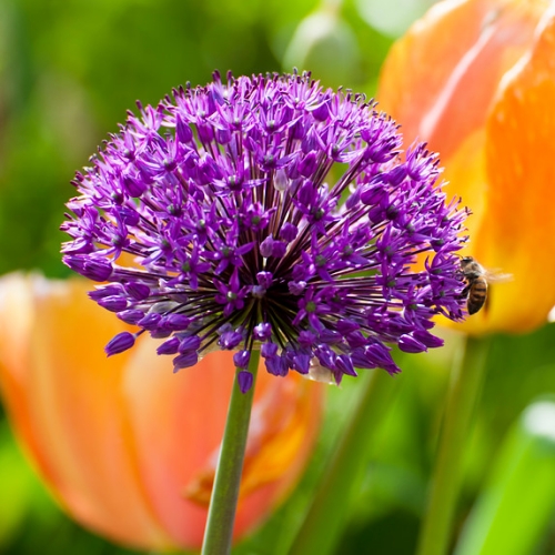 Kirgislök 'Purple Sensation'