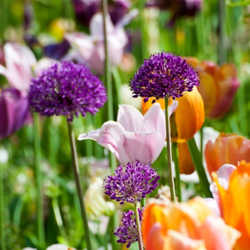Kirgislök 'Purple Sensation'