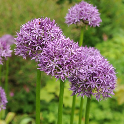 Kirgislök 'Purple Sensation'