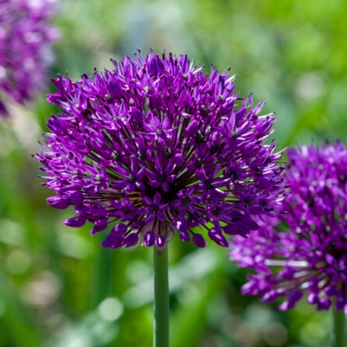 Kirgislök 'Purple Sensation'