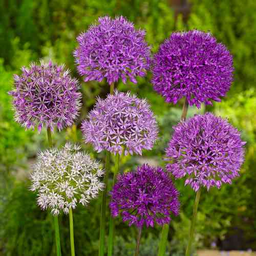 Allium blandning 'Deco Mix'