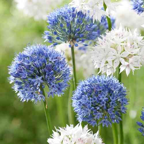 Allium caeruleum (Azurlök)