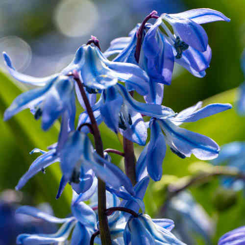 Scilla siberica