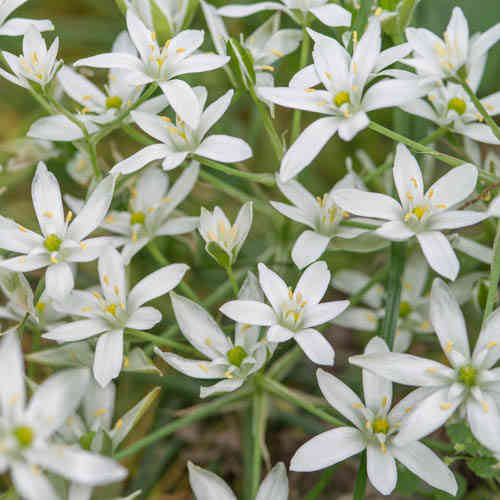 Ornithogalum umbellatum