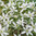 Ornithogalum umbellatum