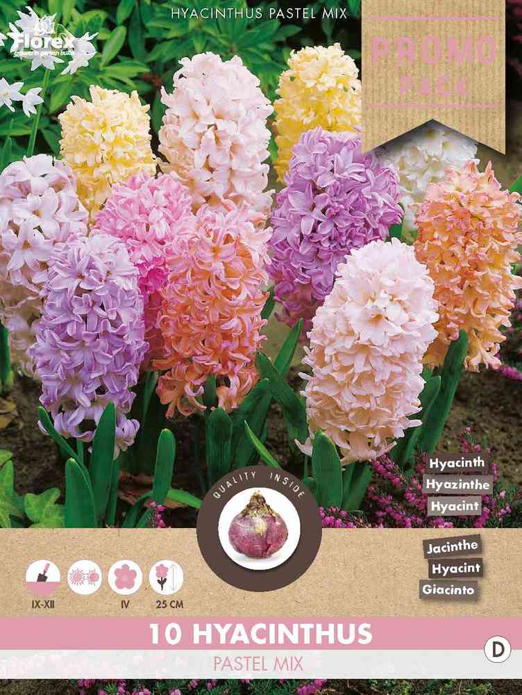 Hyacint 'Pastel Mix'