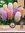 Hyacint 'Pastel Mix'