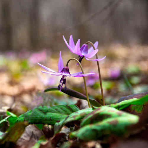 Rusokoiranhammas 'Purple King'