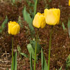Darwinhybdriditulppaani 'Golden Apeldoorn'